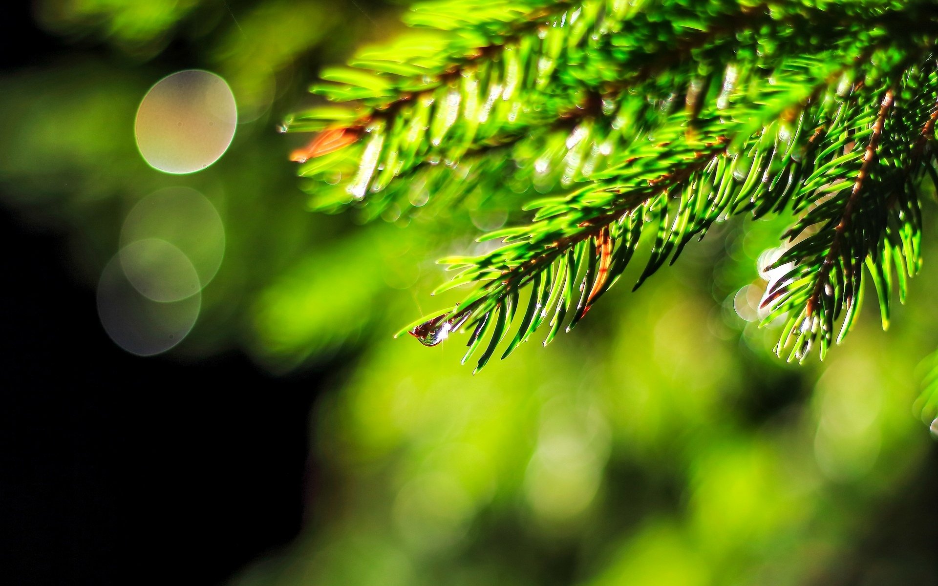 makro tanne weihnachtsbaum tropfen tau wasser unschärfe bokeh grün makro baum hintergrund tapete widescreen vollbild widescreen widescreen