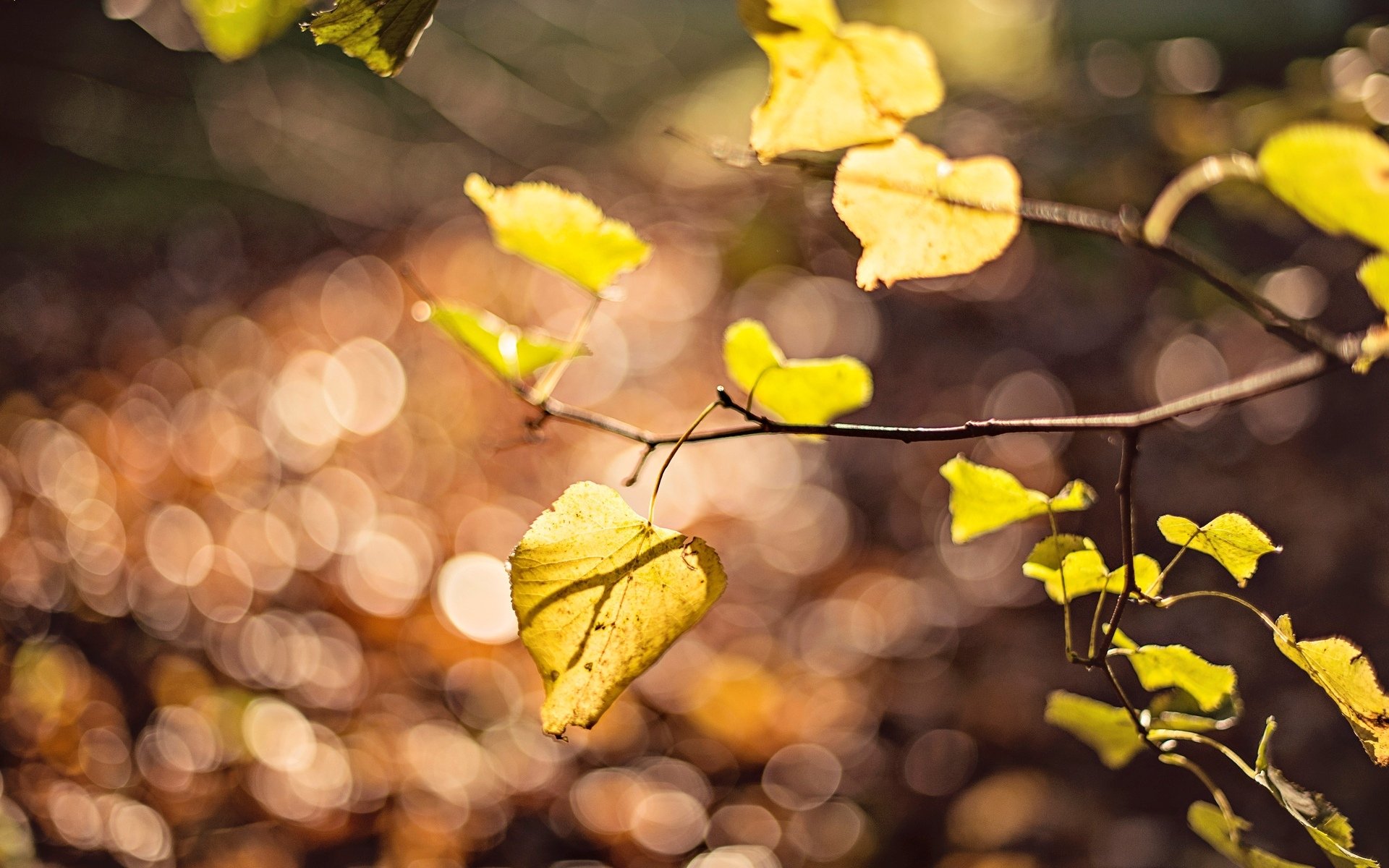 macro foglia foglia foglie albero giallo ramo bokeh sfocatura sfondo carta da parati widescreen schermo intero widescreen widescreen