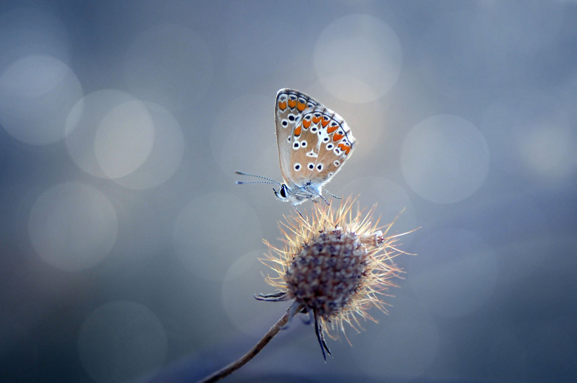 plant thorn butterfly reflection