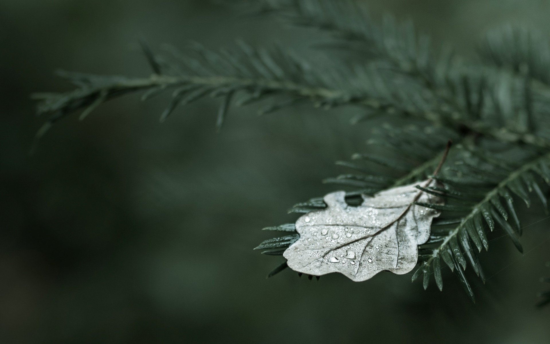 marco tree trees leaf leaves leaflet drops drop dew water leaves wallpaper widescreen fullscreen widescreen background widescreen