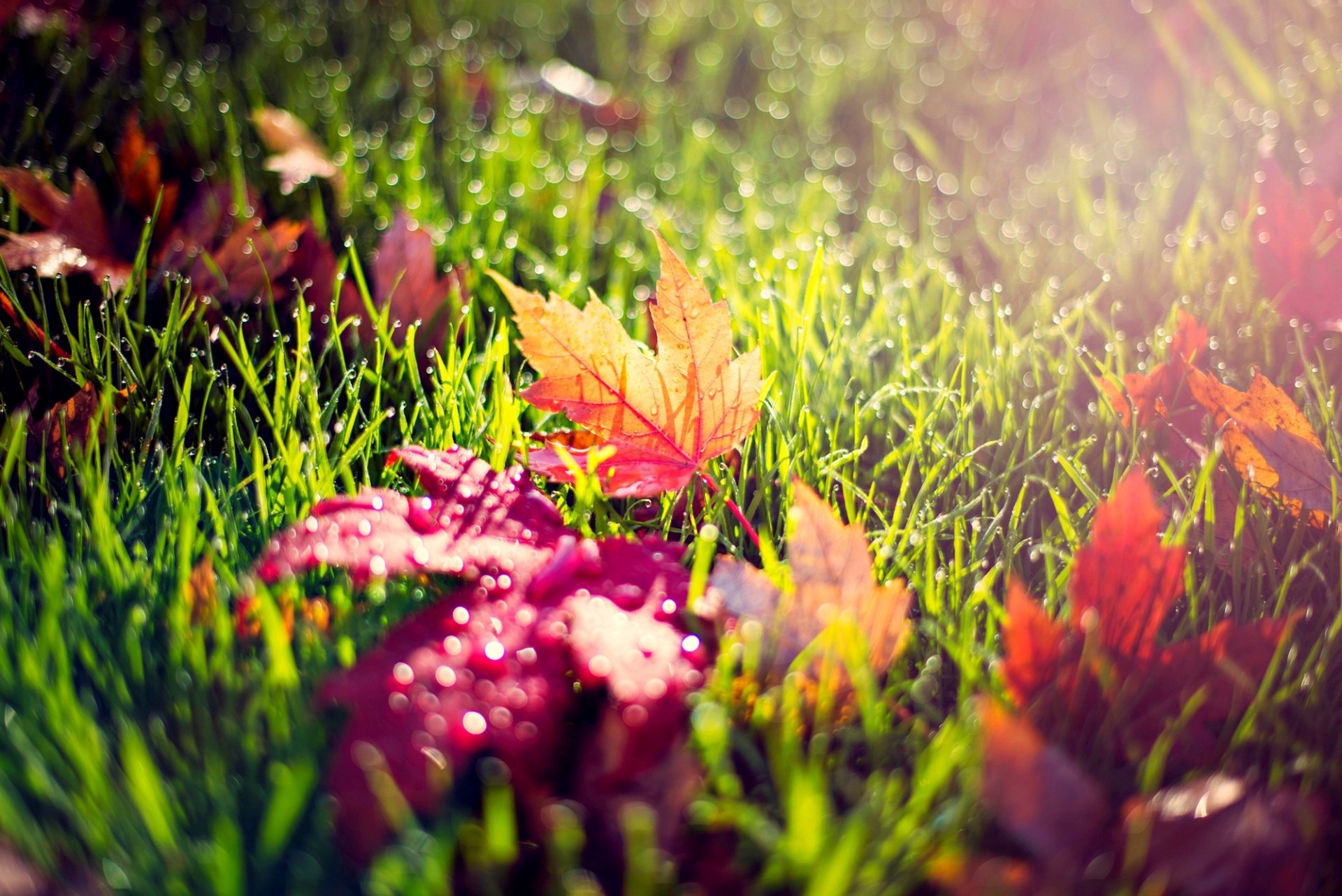 foglie giallo rosso erba verde gocce rugiada luce macro natura autunno