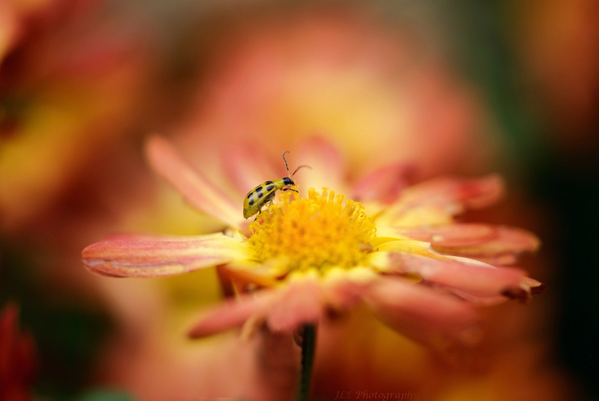 fleur orange insecte coccinelle jaune flou