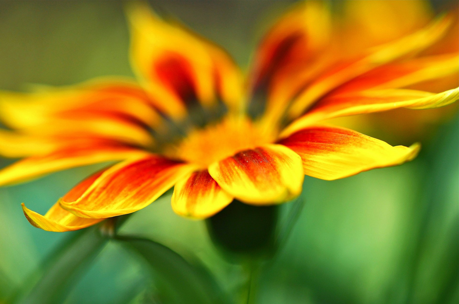 makro blumen blümchen gelb orange blütenblatt blütenblätter makro grün unschärfe hintergrund tapete widescreen vollbild widescreen widescreen