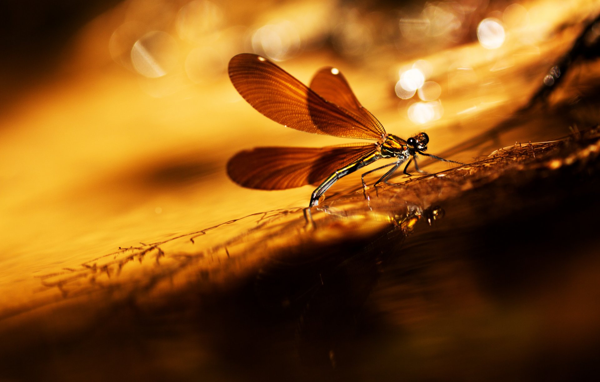 blade dragonfly reflections background