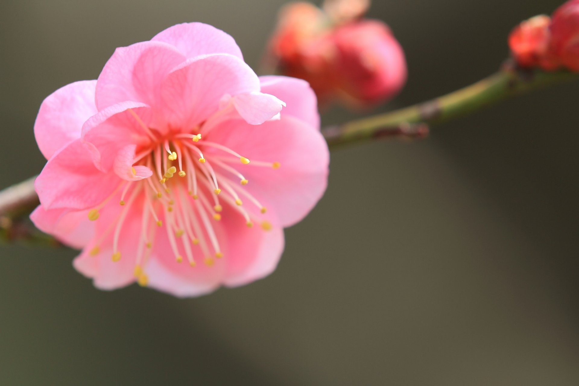 japanese apricot pink flower petals branch close up focus blur