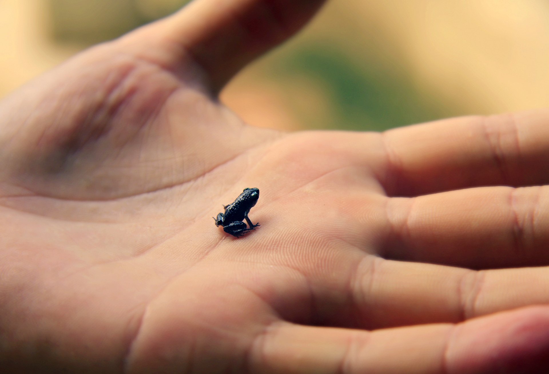 hand handfläche pinsel frosch größe