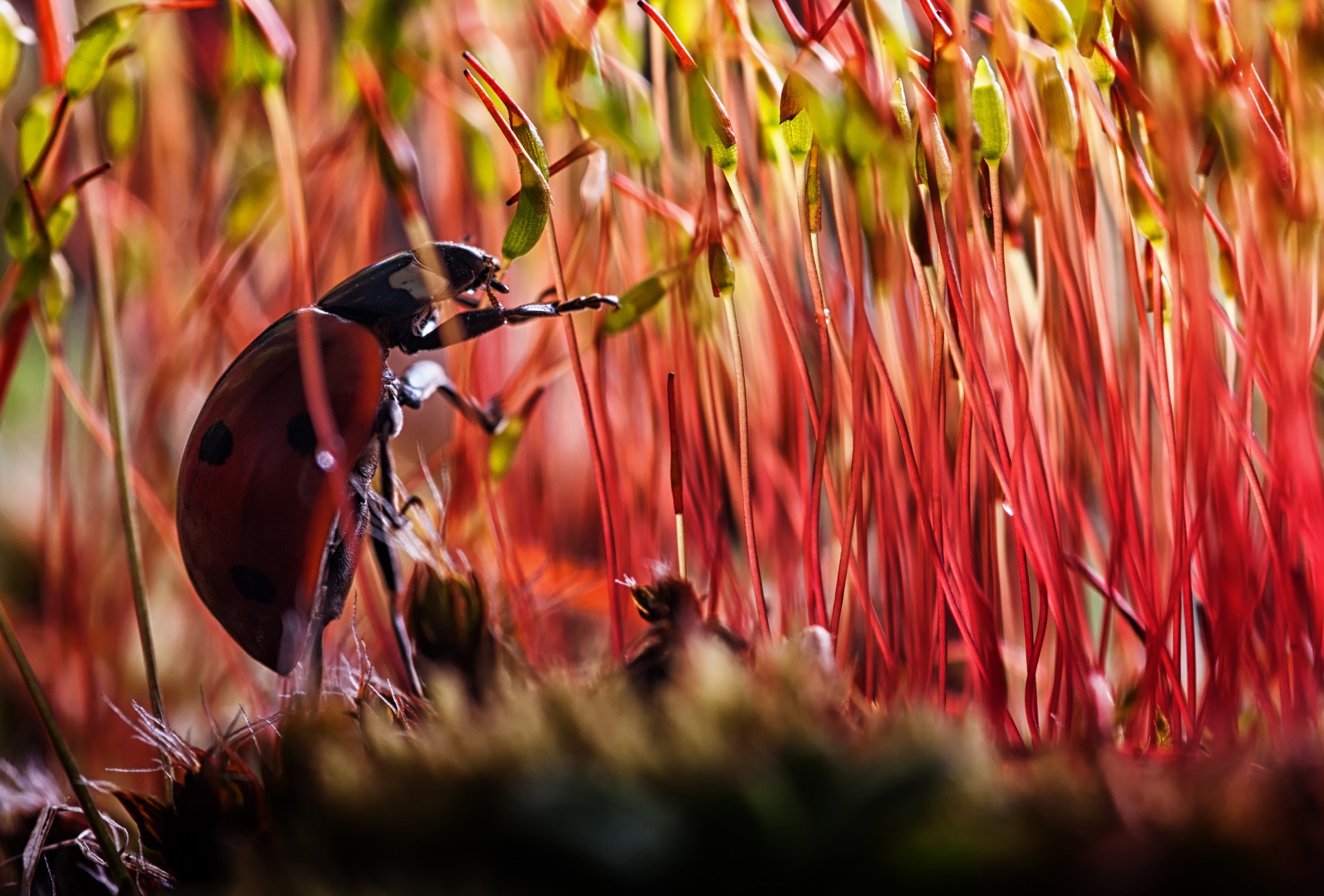 coccinelle insecte coléoptère plantes choux