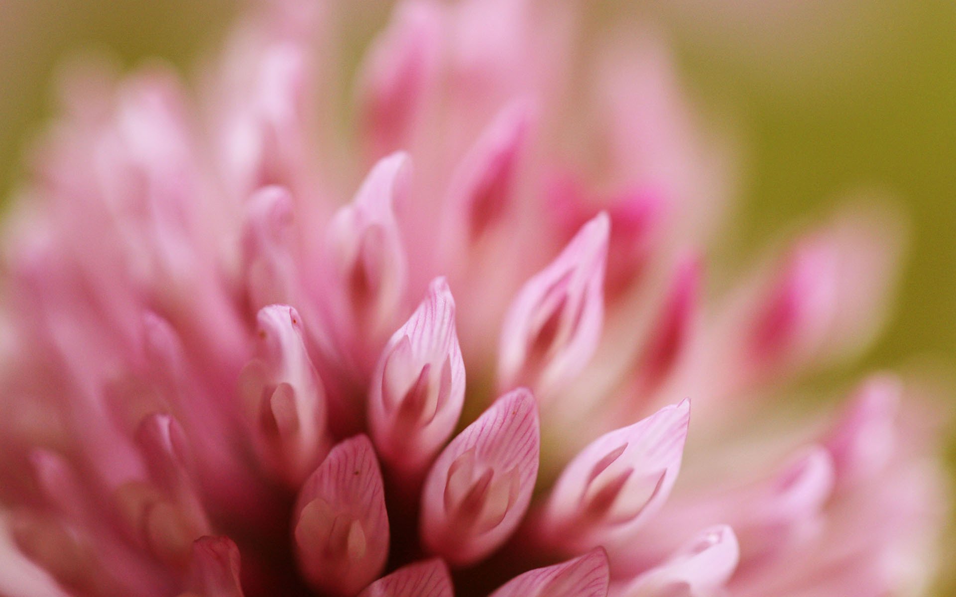 flor macro rosa trébol