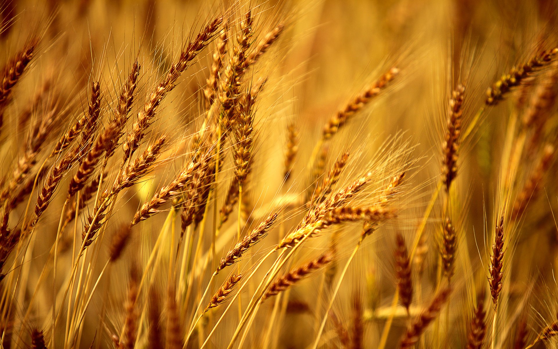 macro grano segale campo macro sfondo carta da parati widescreen schermo intero widescreen