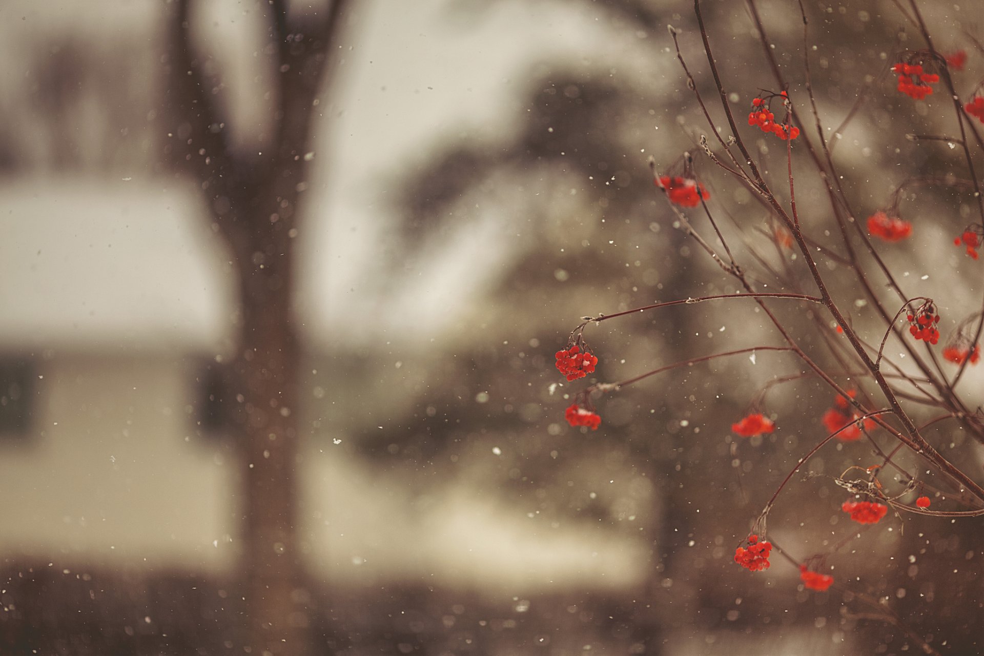 sorbo rosso bacche rami albero inverno neve fiocchi di neve macro sfocatura