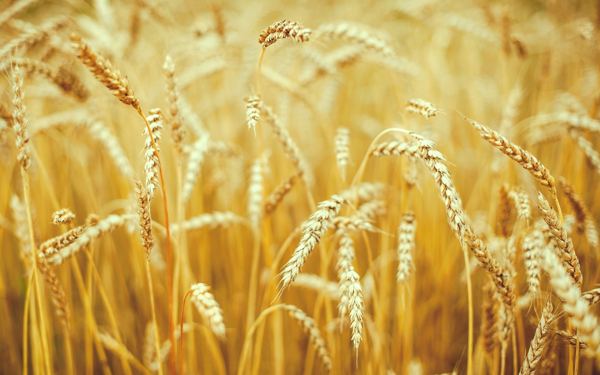 macro natura grano segale spighette spighetta spighette campo campi sfondo carta da parati widescreen a schermo intero widescreen widescreen