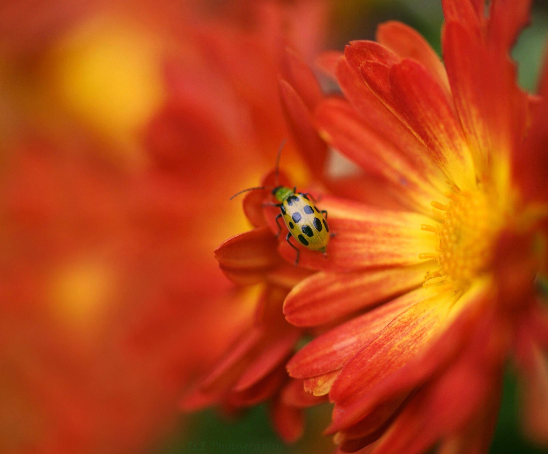 fiore giallo-rosso insetto coccinella sfocatura