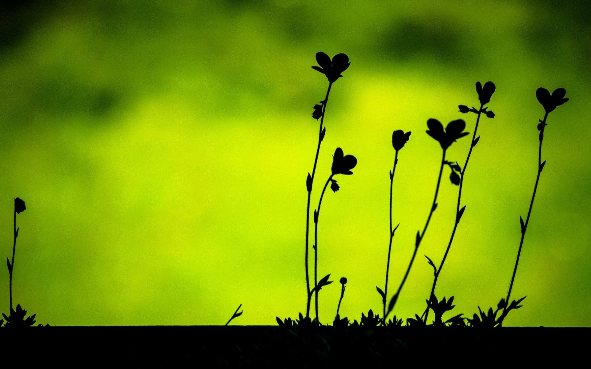 macro leaves leaflets silhouettes black green plant vegetation blur background wallpaper widescreen fullscreen widescreen widescreen