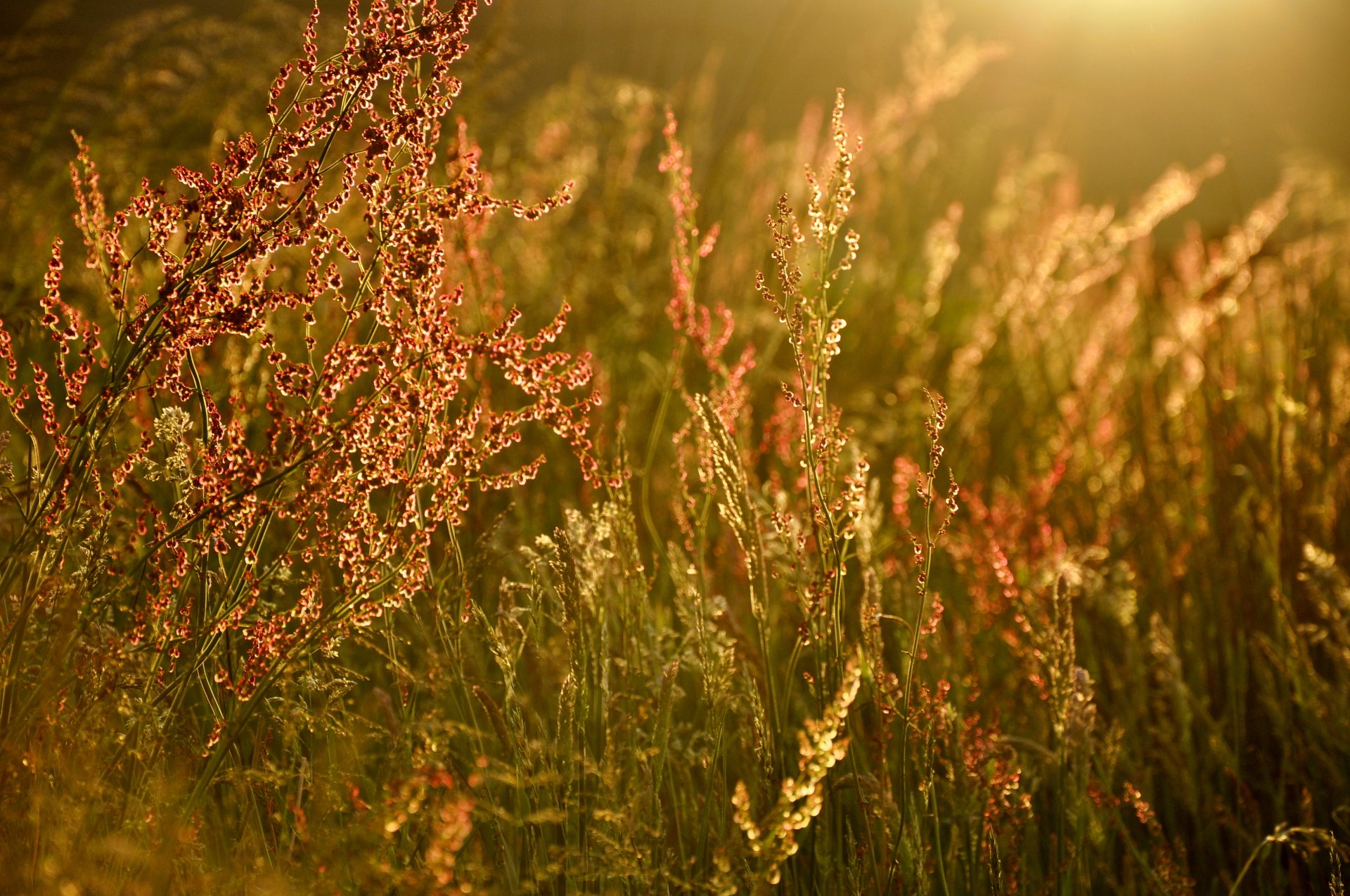 grass light reflections summer