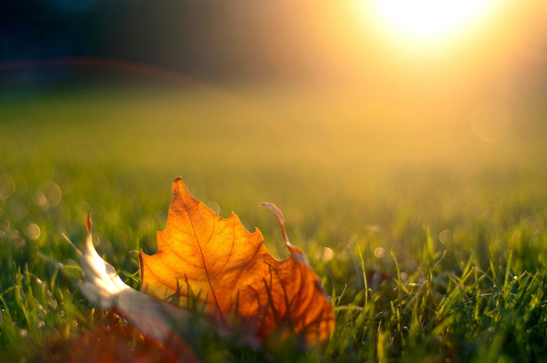 foglia acero erba sera sole luce tramonto autunno natura