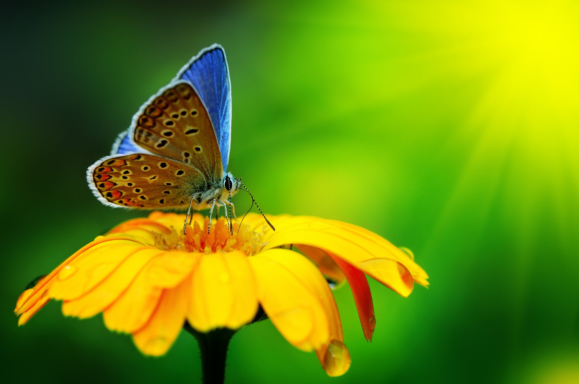 motyl żółty kwiat makro natura krople wody piękne makro