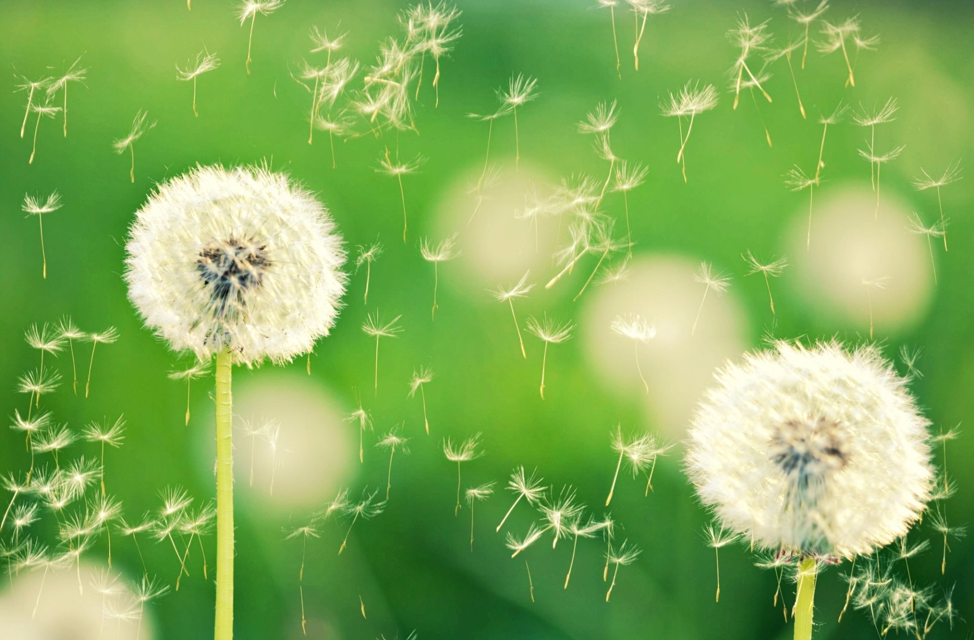 makro natur löwenzahn löwenzahn bokeh pflanze blumen grün hintergrund tapete widescreen vollbild widescreen