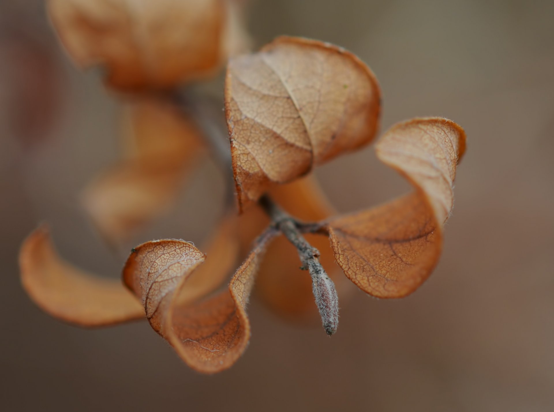 macro macro feuilles brindille automne