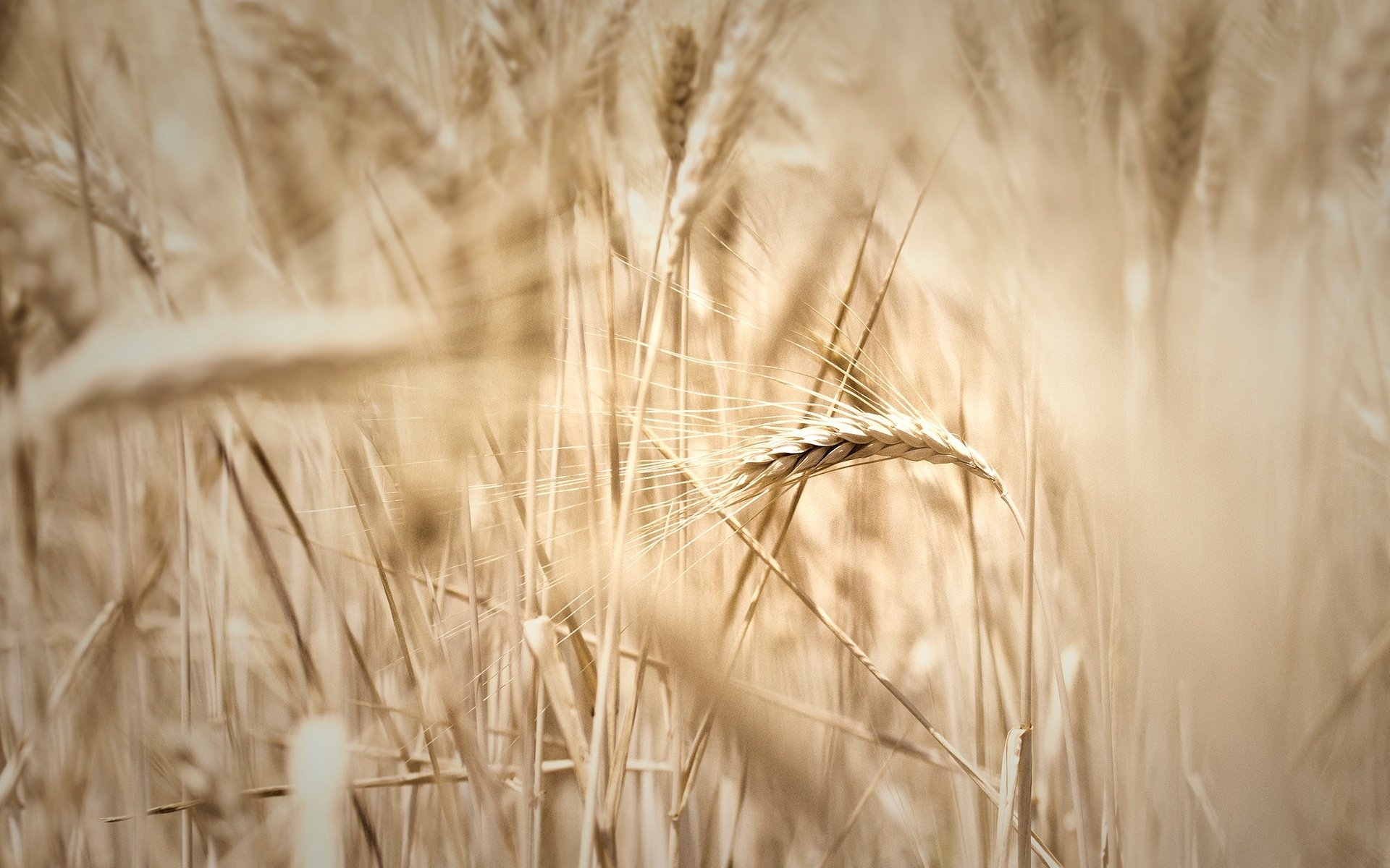 macro campo grano segale spighe spighette spighetta sfocatura carta da parati widescreen schermo intero widescreen sfondo widescreen