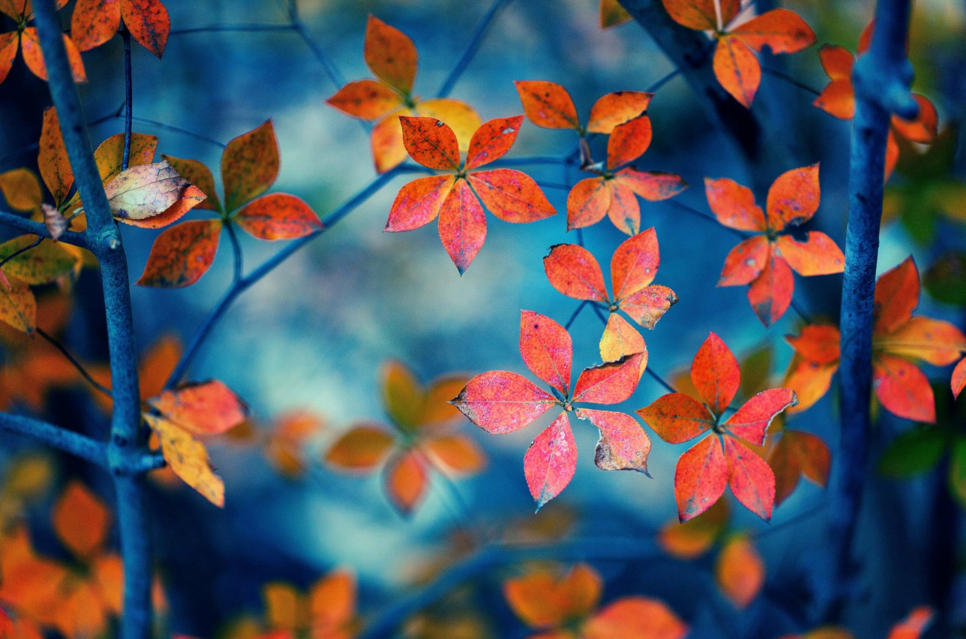 macro leaves leaflets leaves shape branches orange background wallpaper widescreen fullscreen widescreen widescreen