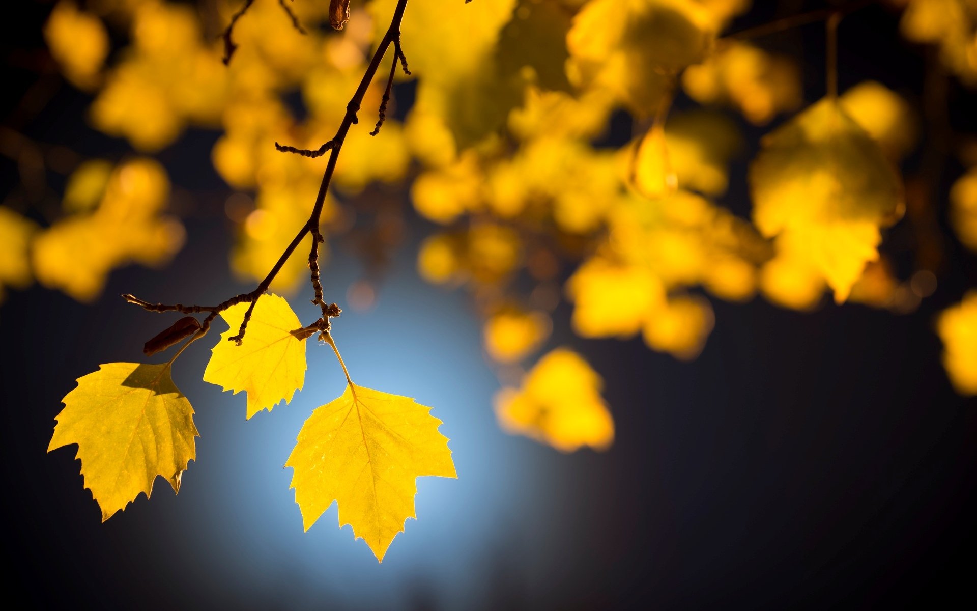 macro feuilles folioles feuilles arbre arbres branche feuilles jaunes flou bokeh beatiuful joliment fond papier peint écran large plein écran écran large