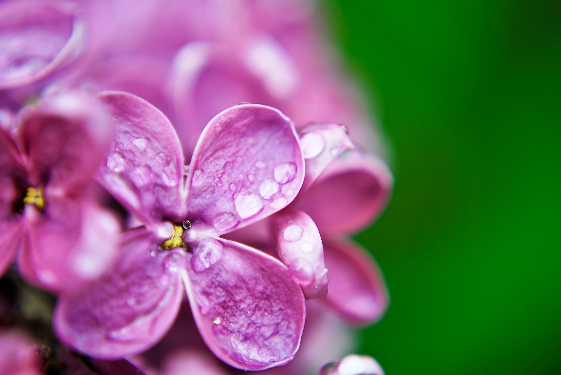 makro makro blumen blümchen flieder flieder lila tropfen tau wasser grün hintergrund tapete widescreen vollbild widescreen widescreen