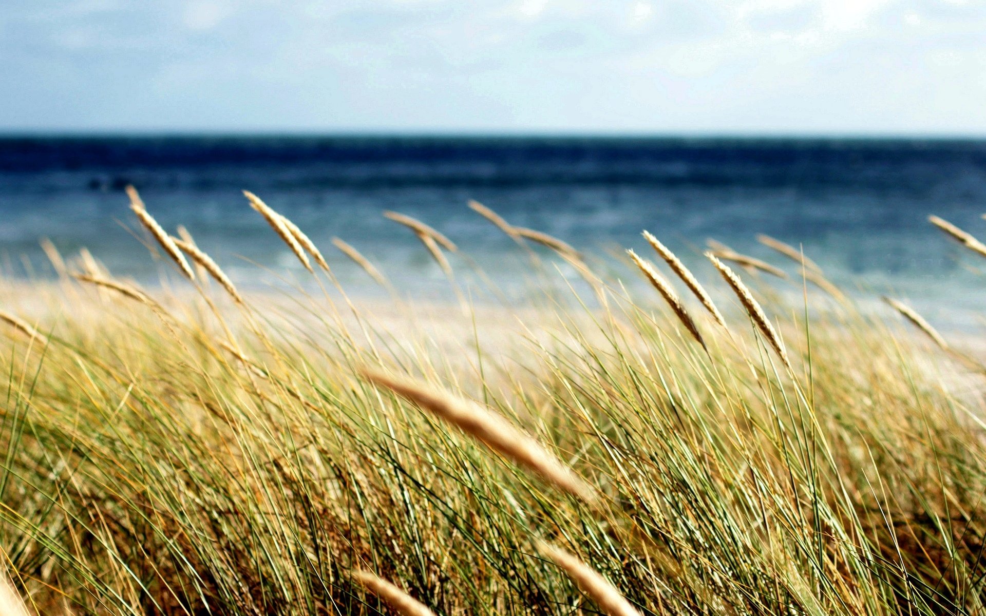 makro feld pflanze ohren ährchen weizen roggen gras meer unschärfe hintergrund tapete widescreen vollbild widescreen widescreen