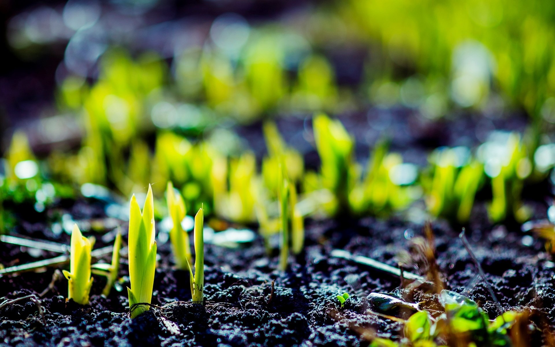 macro greenery plant sprout green earth macro background wallpaper widescreen fullscreen widescreen widescreen