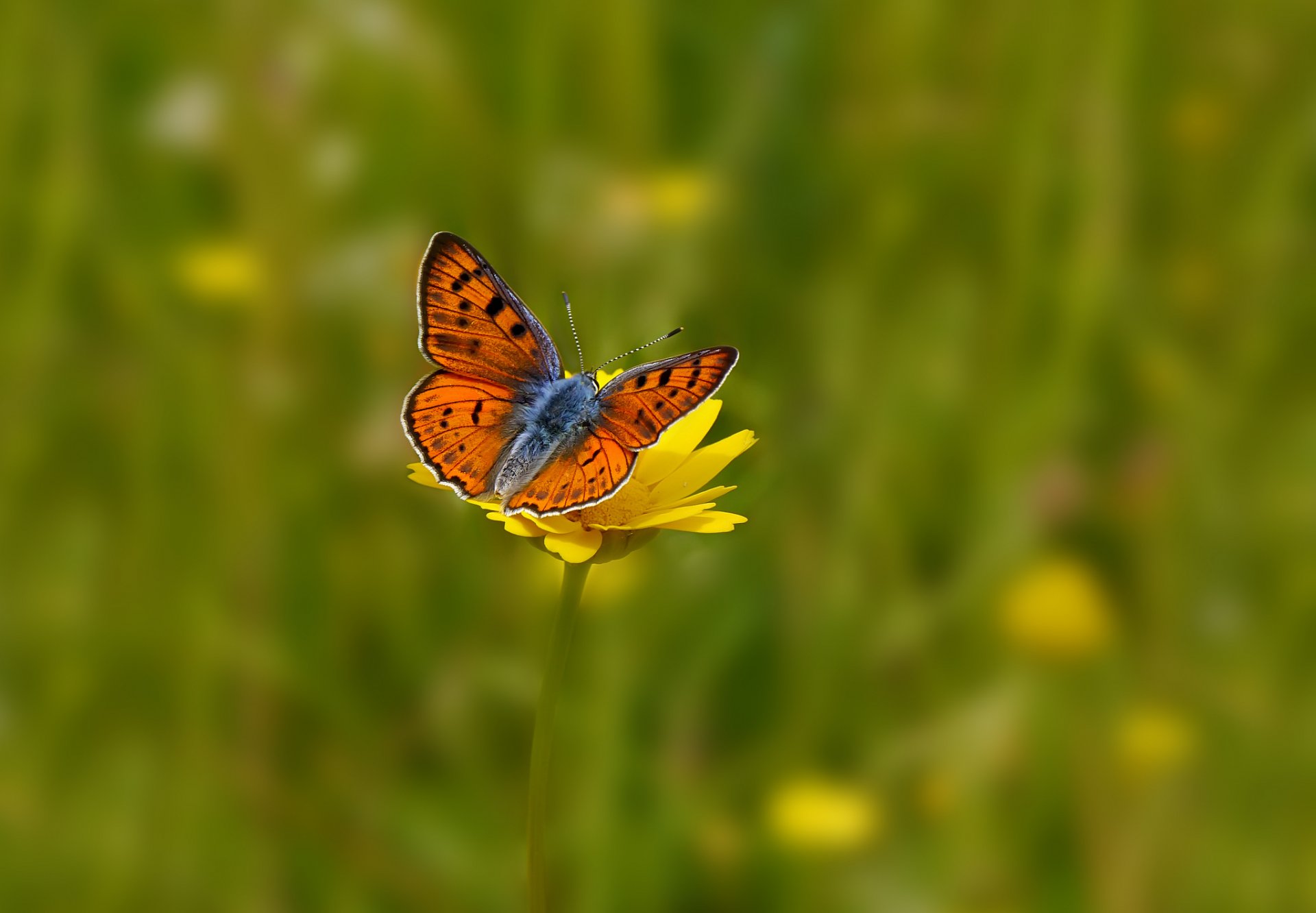 champ fleurs fleur jaune papillon fond