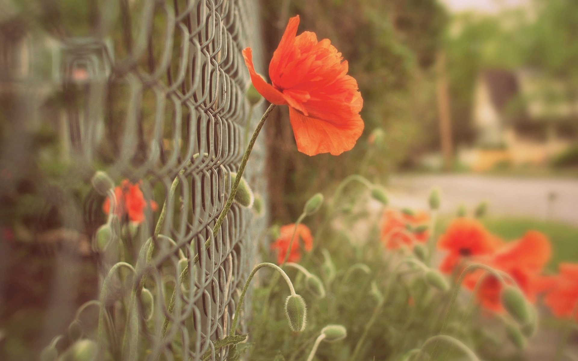 macro flowers flowers poppy red grid fence fence fence blur background wallpaper widescreen fullscreen widescreen widescreen