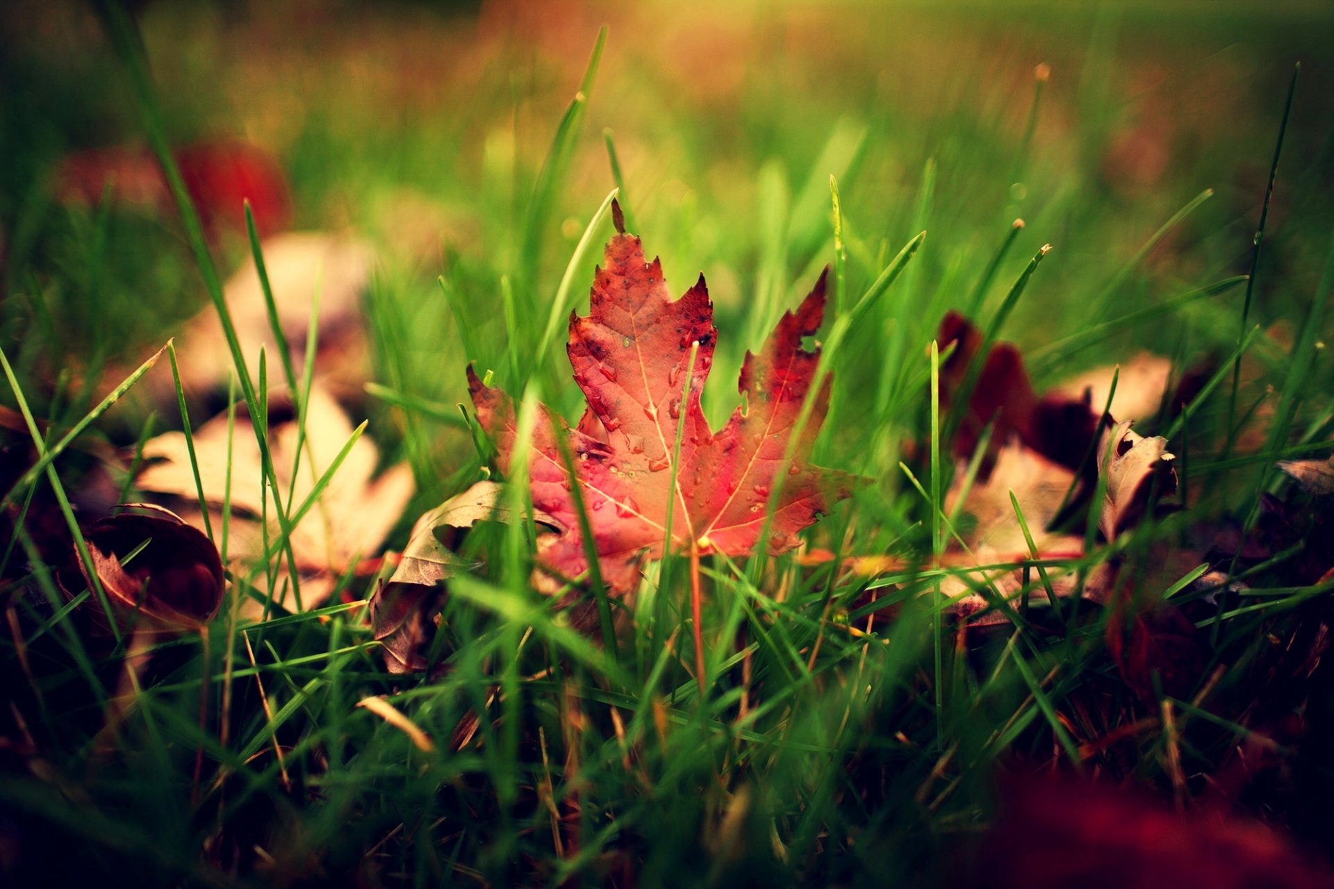 heet drops droplets leaves grass green blur autumn close up