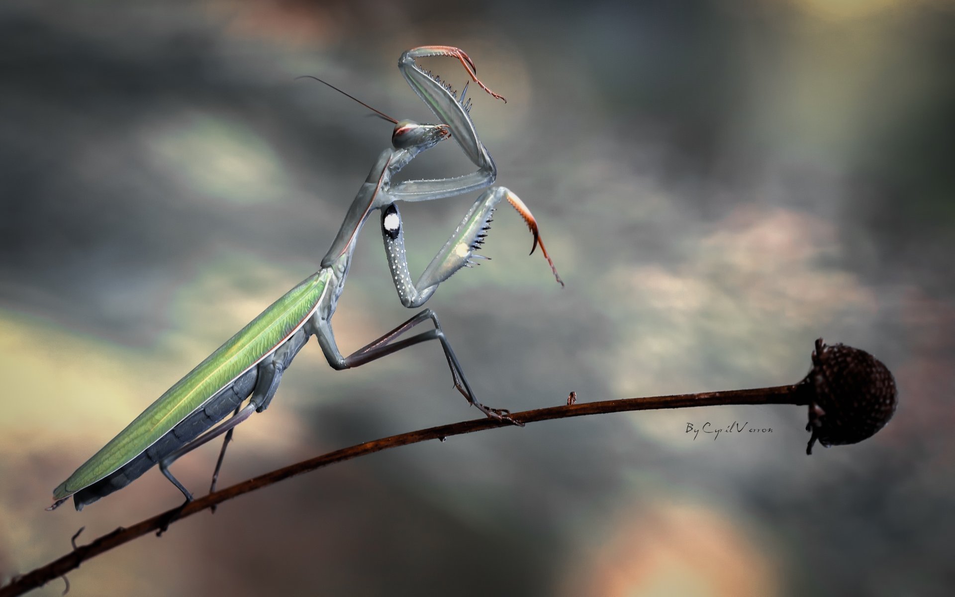 insecto mantis religiosa flor tallo