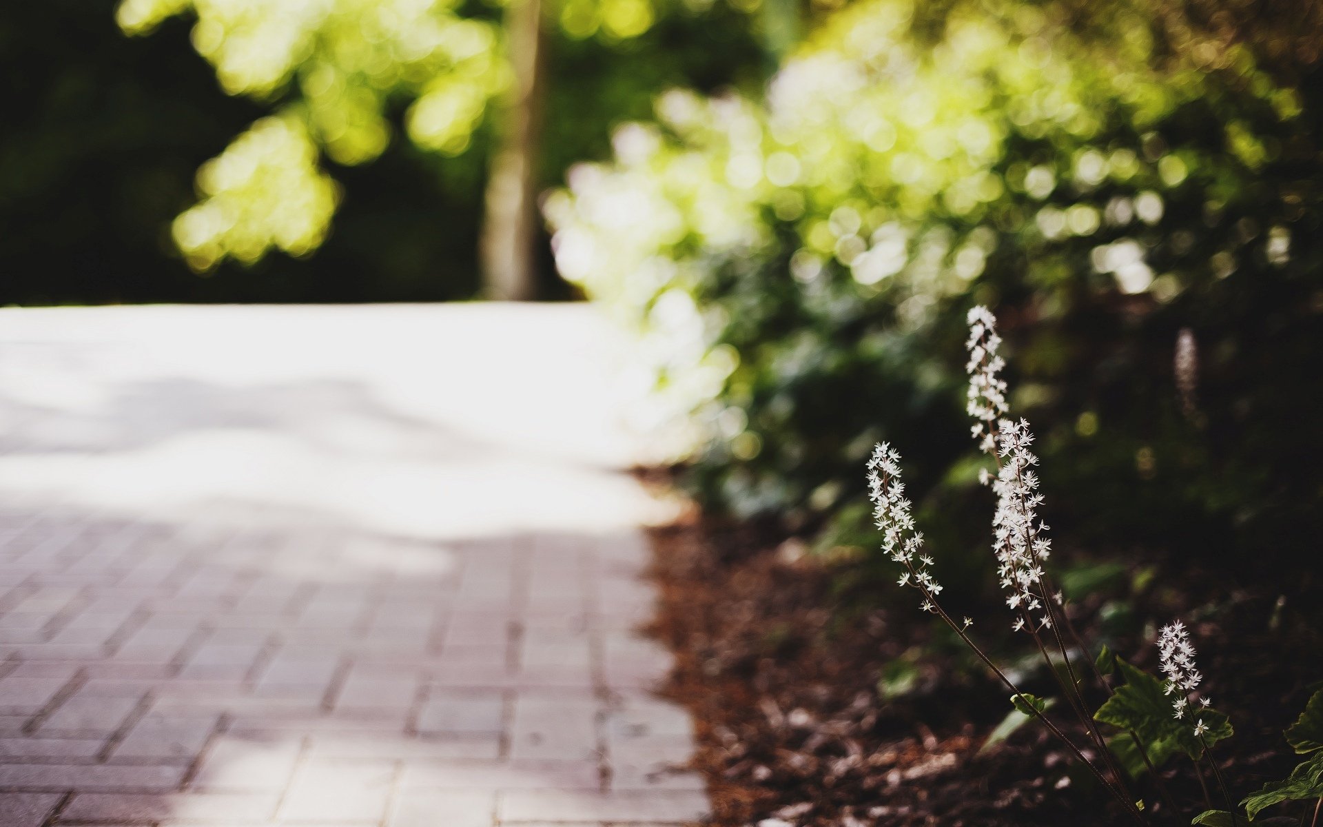 macro fiori fiori fiore macro lascia foglie verde sfocatura bokeh sfondo carta da parati widescreen schermo intero widescreen widescreen