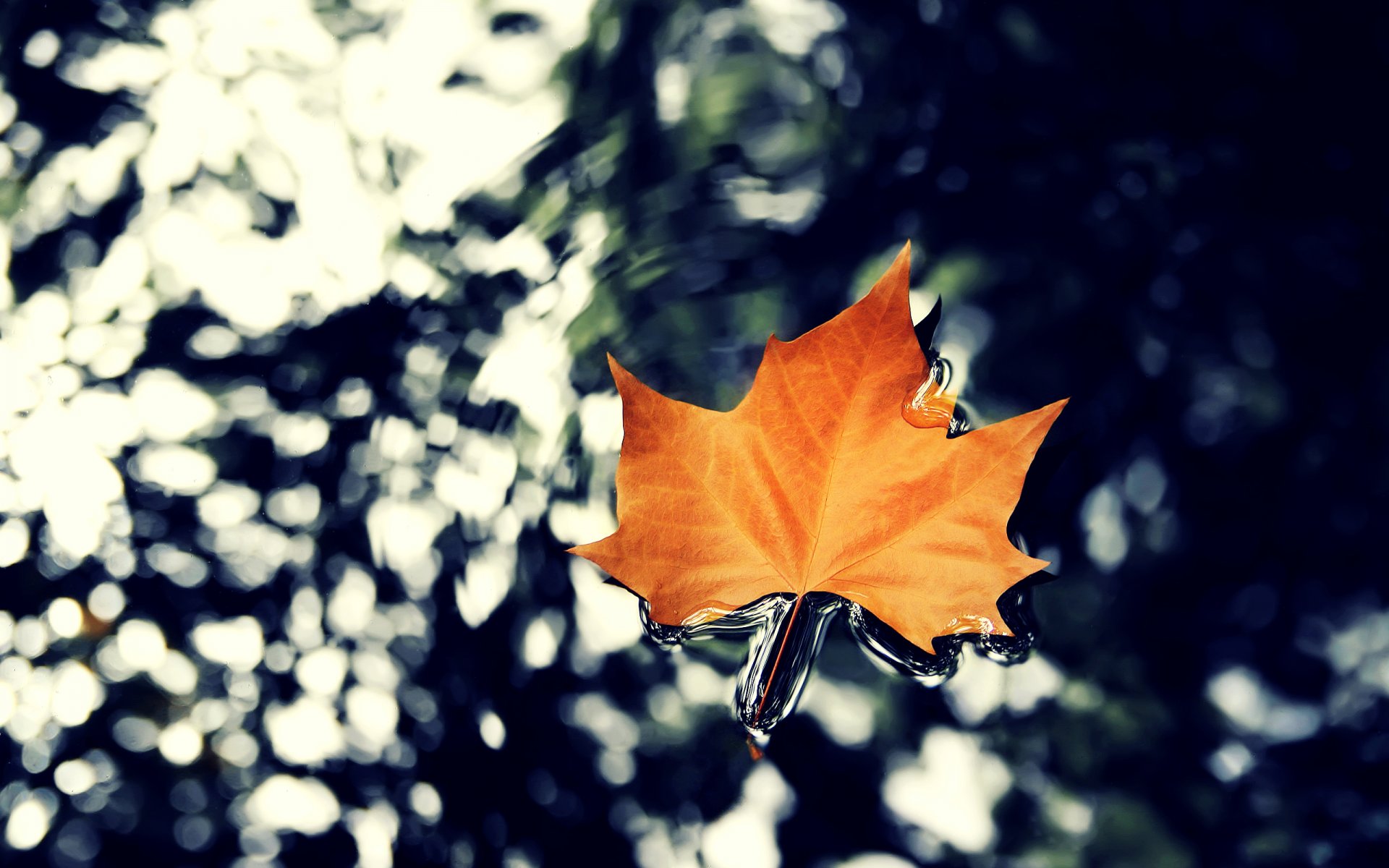 piece close up water autumn maple nature hq wallpaper