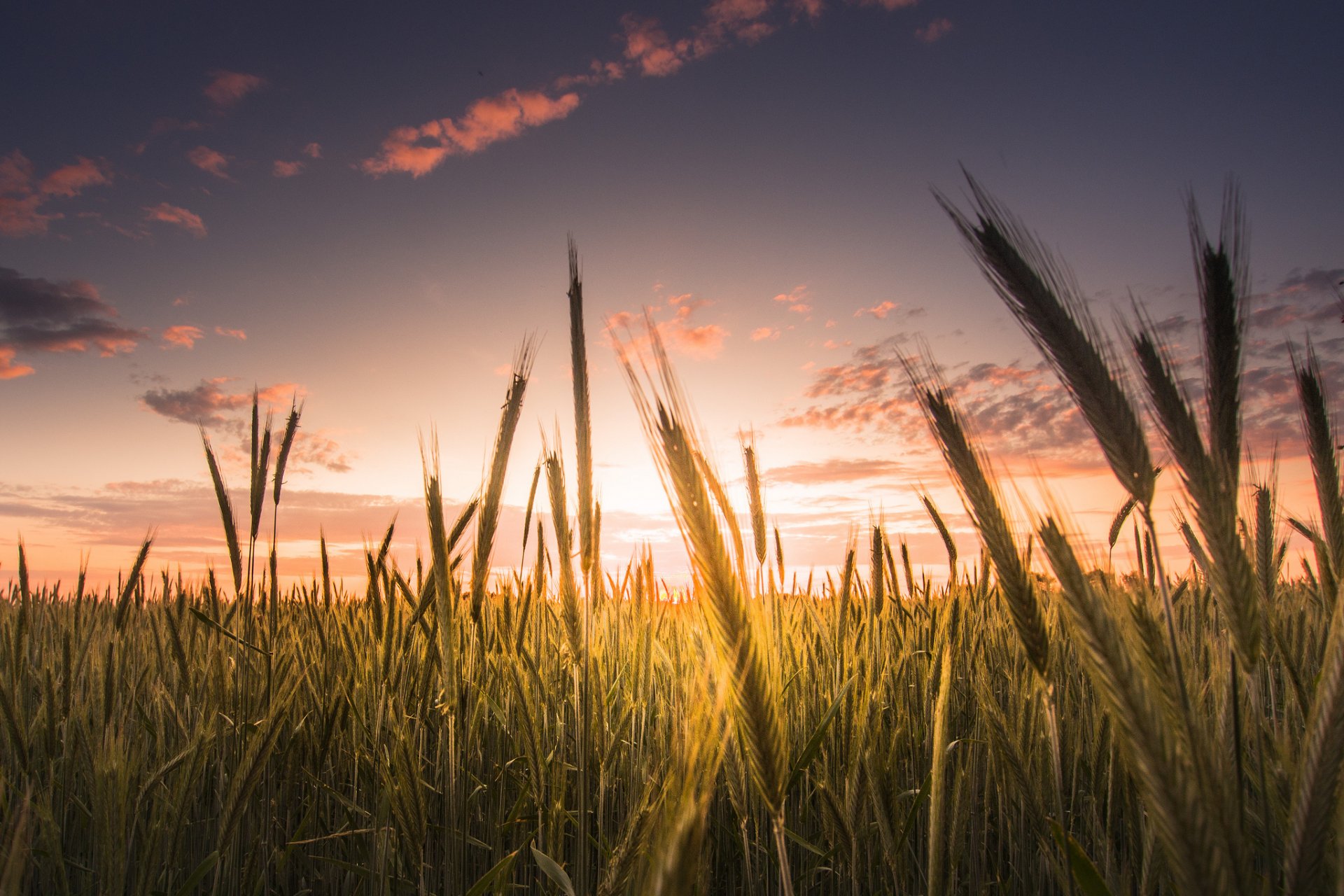 macro campo spighe grano segale spighetta cielo nuvole sfondo carta da parati widescreen schermo intero widescreen widescreen