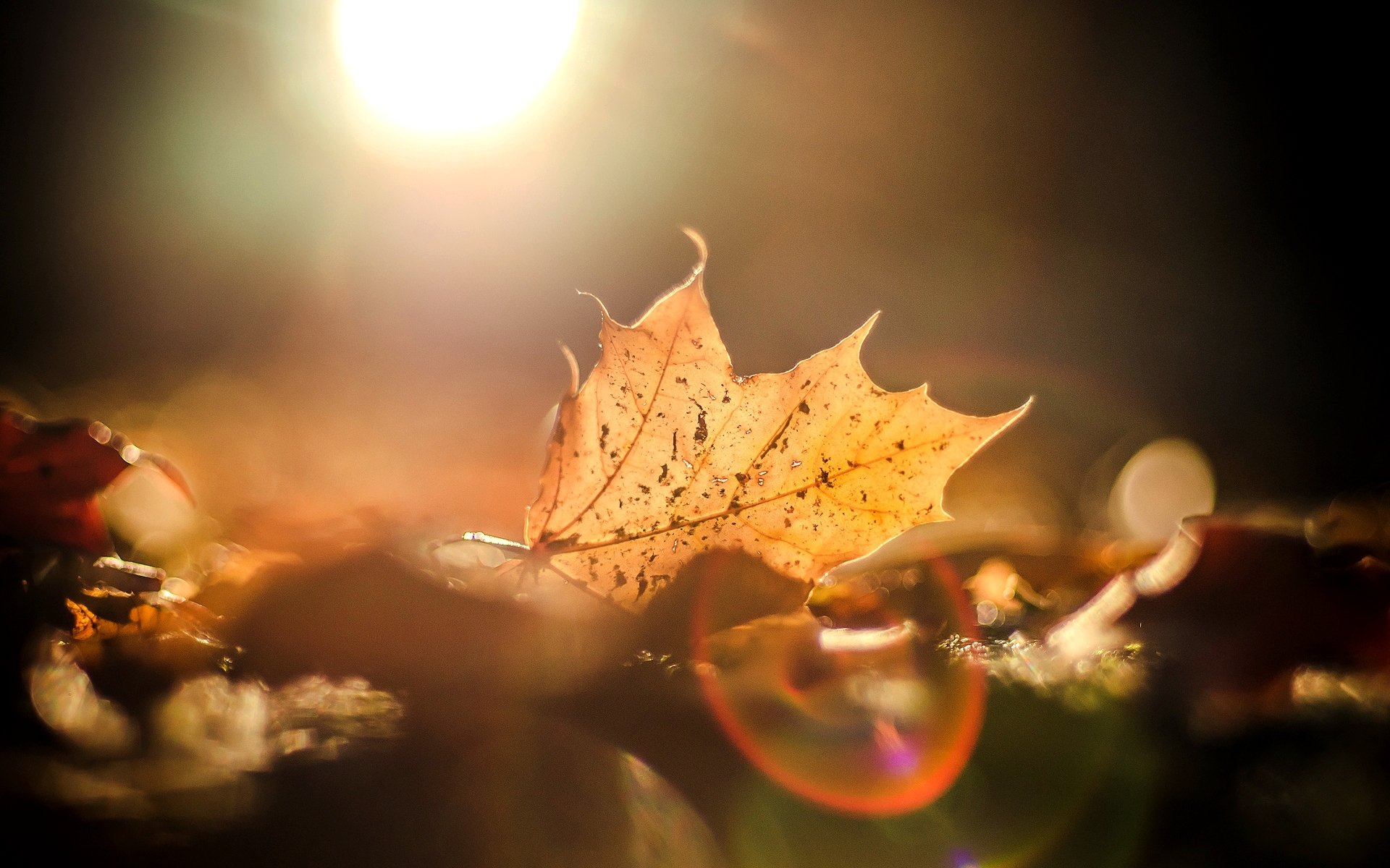makro liście listki jesień słońce blask tło rozmycie tapeta panoramiczny pełny ekran panoramiczny panoramiczny