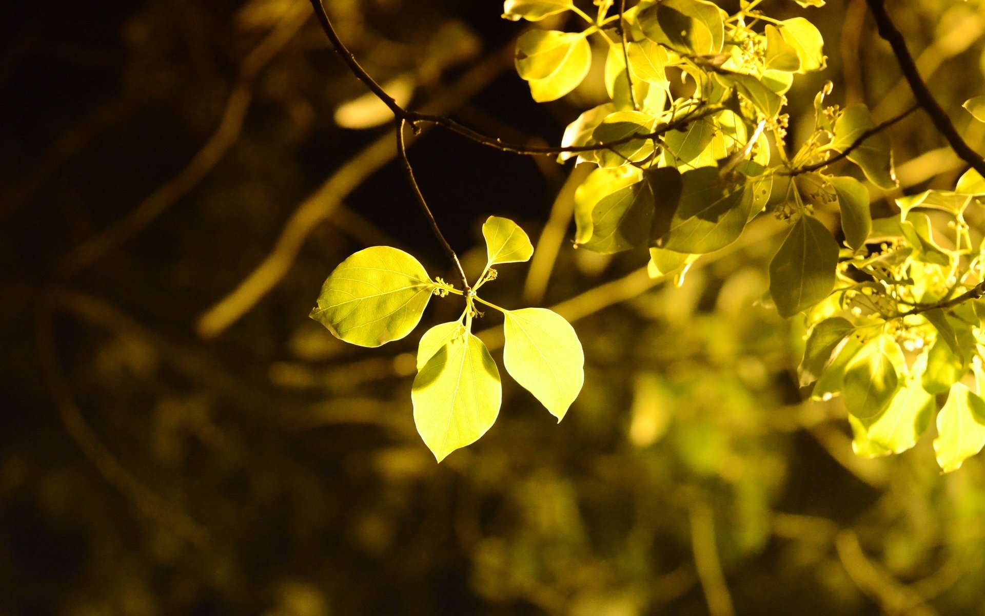 macro leaf leaves leaflet yellow tree trees foliage blur background wallpaper widescreen fullscreen widescreen widescreen