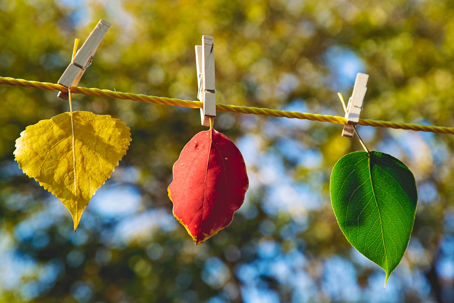 leaves sheet yellow burgundy green nature autumn clothespin close up blur