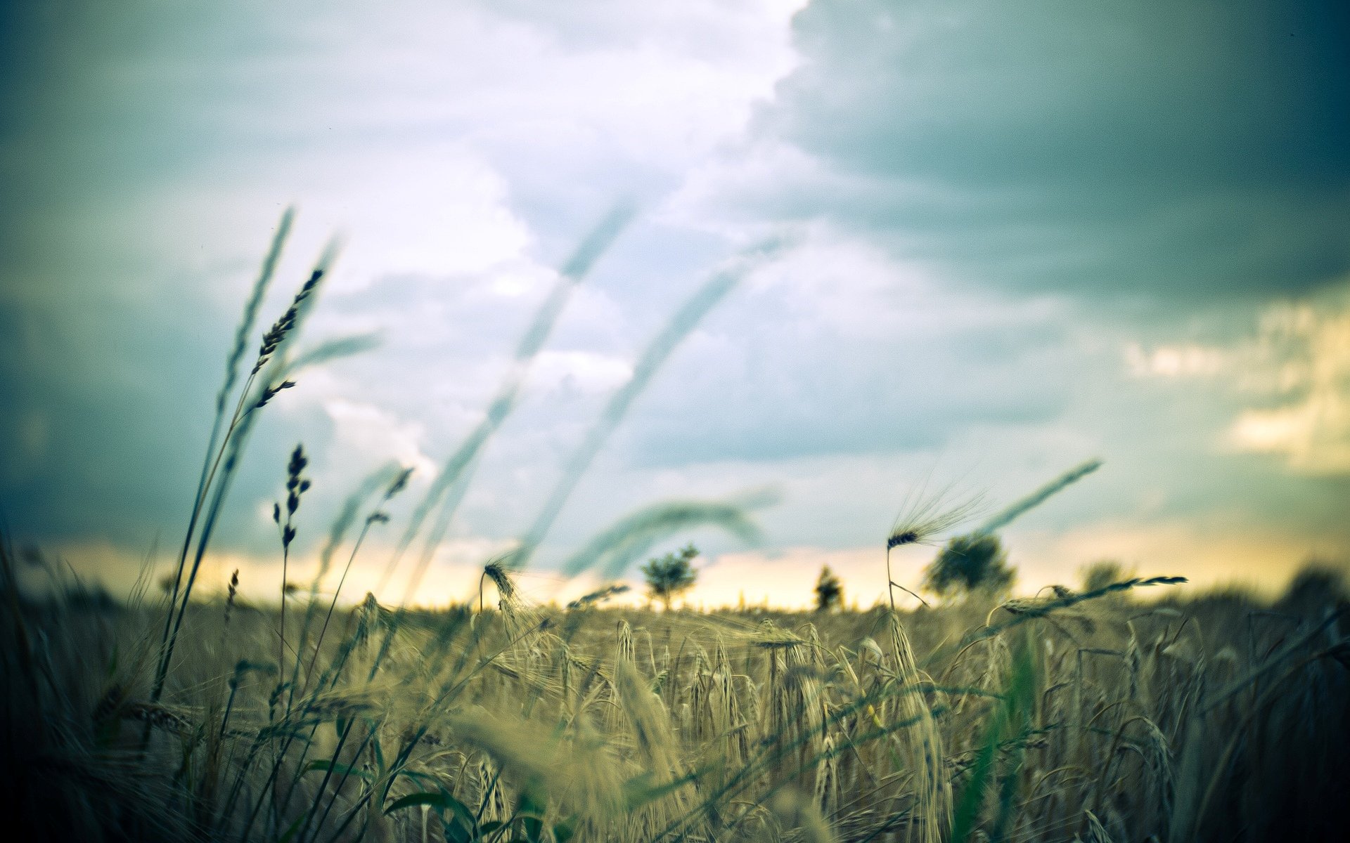 macro campo spighette spighette grano segale cielo sfondo carta da parati widescreen schermo intero widescreen widescreen