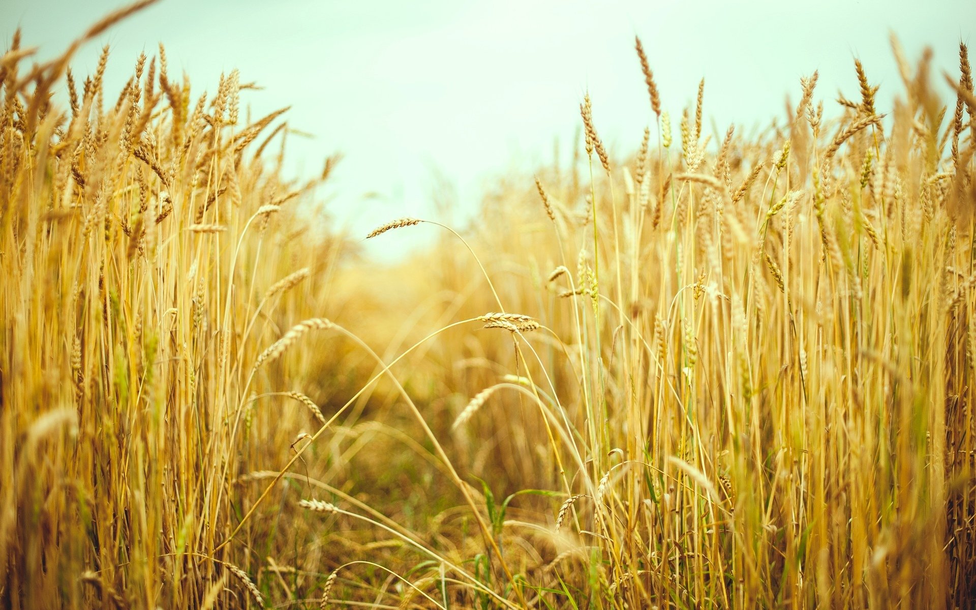 macro field ears spikelets wheat rye summer sun macro background wallpaper widescreen fullscreen widescreen