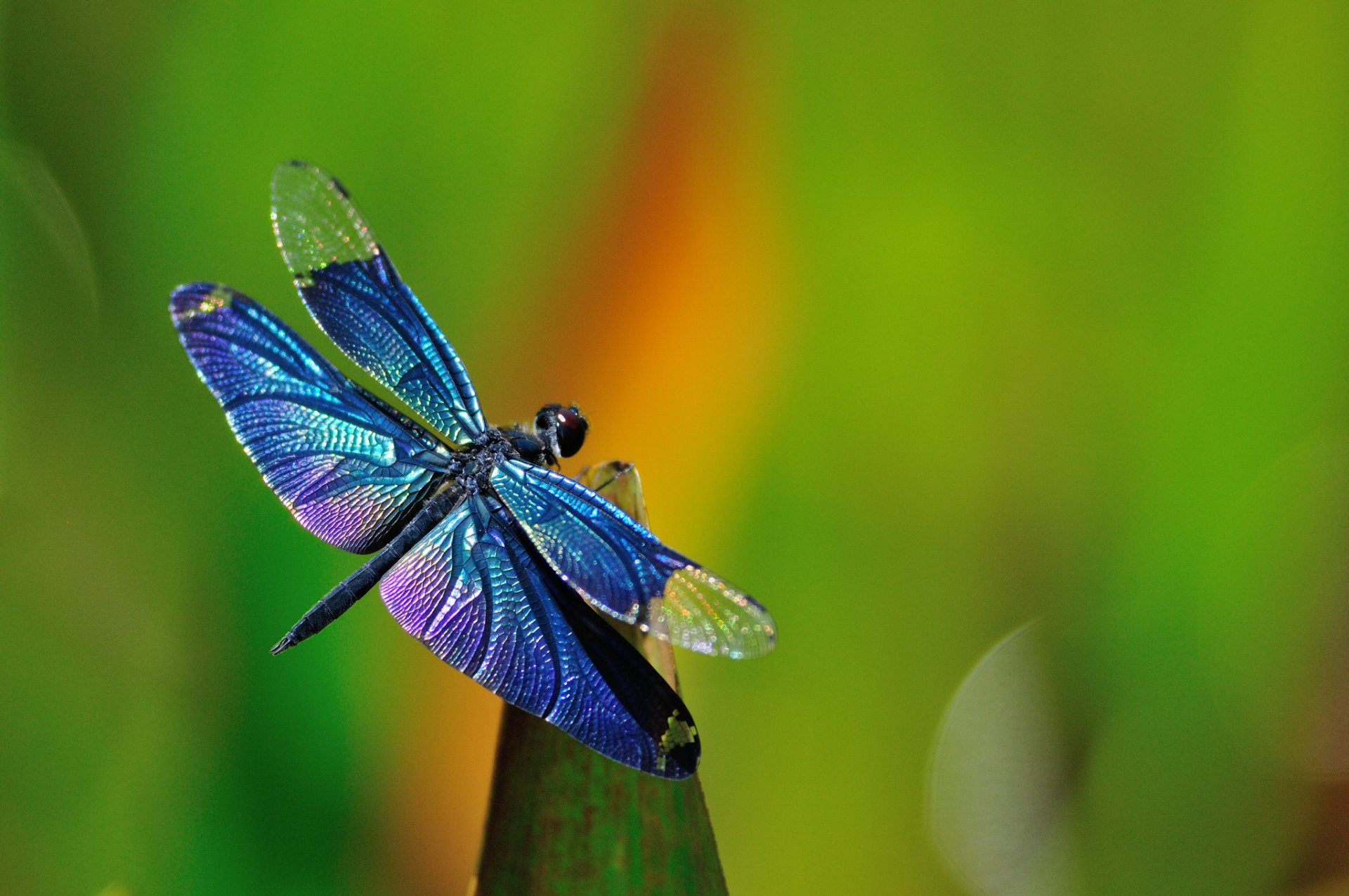 macro libélula hierba fondo