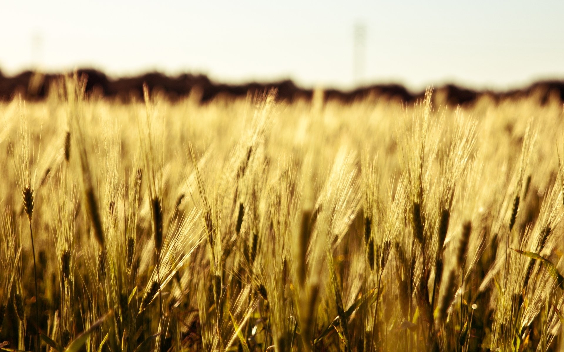 macro macro field wheat rye ears spikelets spike whest background wallpaper widescreen fullscreen widescreen widescreen