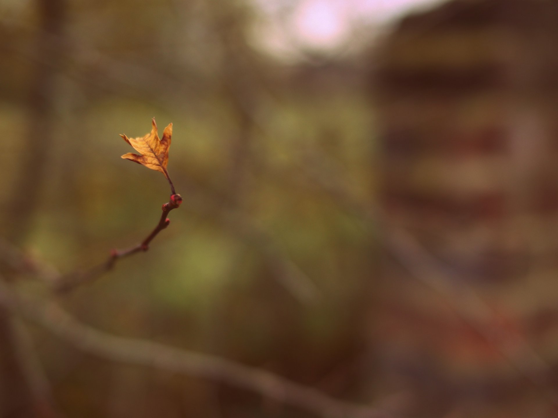 macro foglia foglia ramo ramoscello sfocatura sfondo carta da parati widescreen schermo intero widescreen widescreen