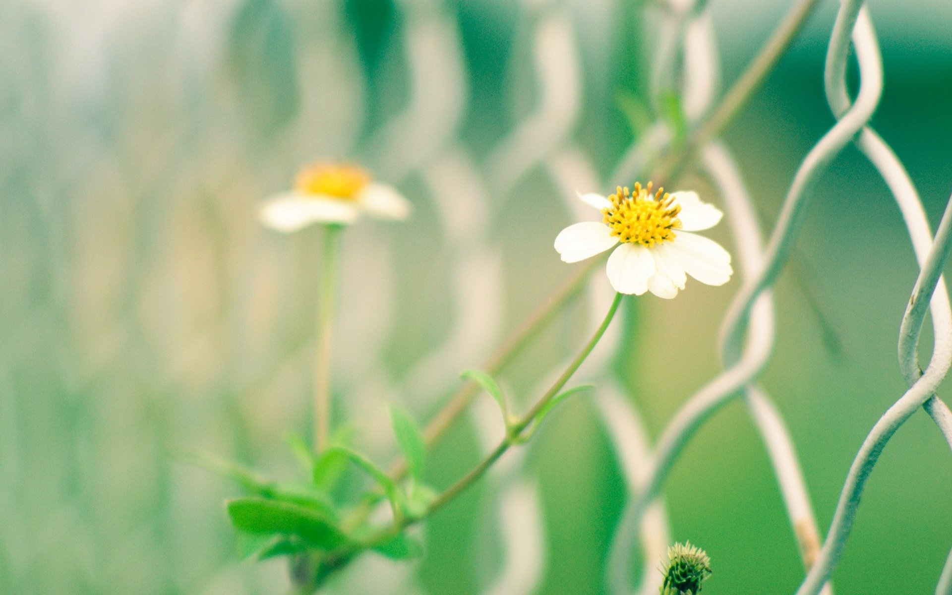 makro blumen blume weiß gelb grün gitter tor zaun zaun unschärfe hintergrund tapete widescreen vollbild widescreen widescreen