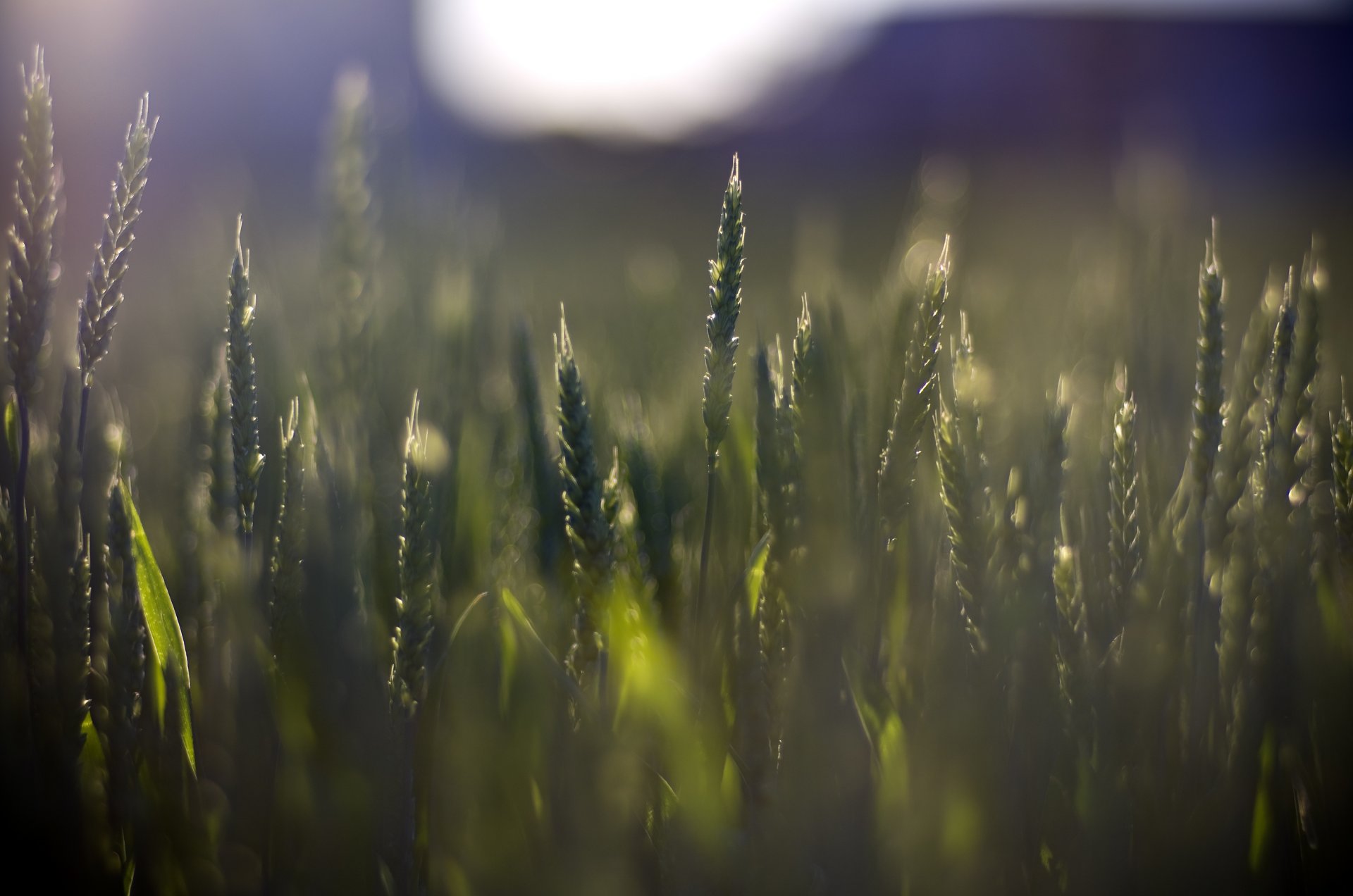 makro grün pflanzen vegetation weizen roggen ohren ährchen ährchen unschärfe hintergrund tapete widescreen vollbild widescreen widescreen