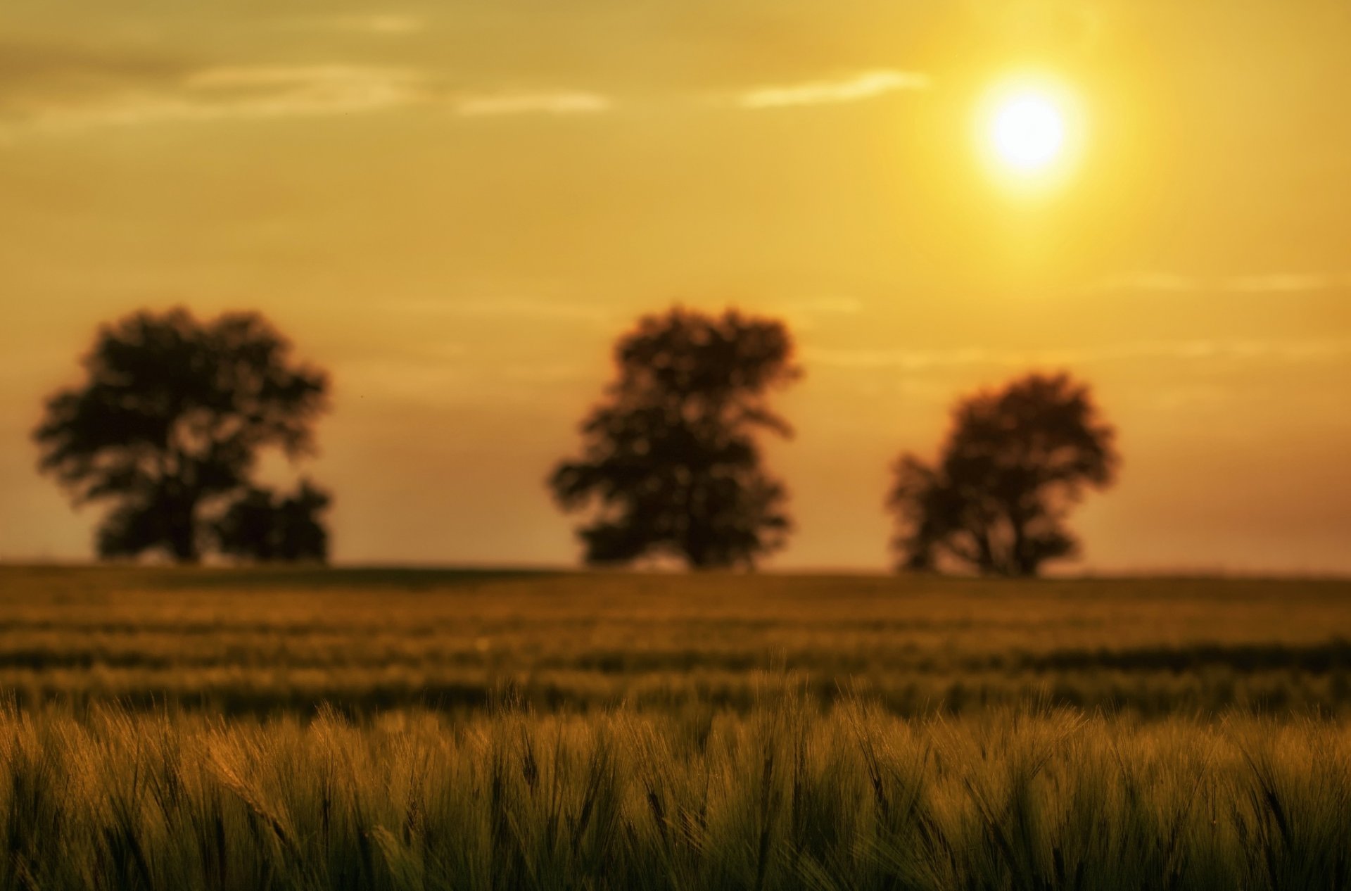 makro natur grün pflanze ohren ährchen baum bäume sonne himmel hintergrund tapete widescreen vollbild widescreen widescreen