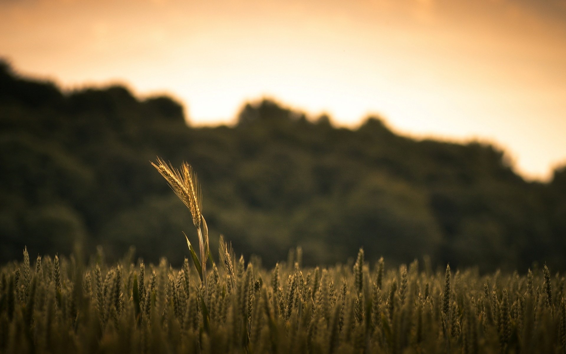 close up the field wheat rye plant macro nature background wallpaper widescreen full screen hd wallpapers fullscreen