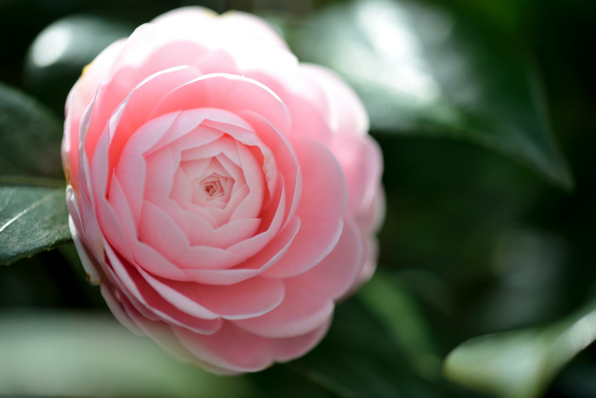 fleur camélia gros plan rose