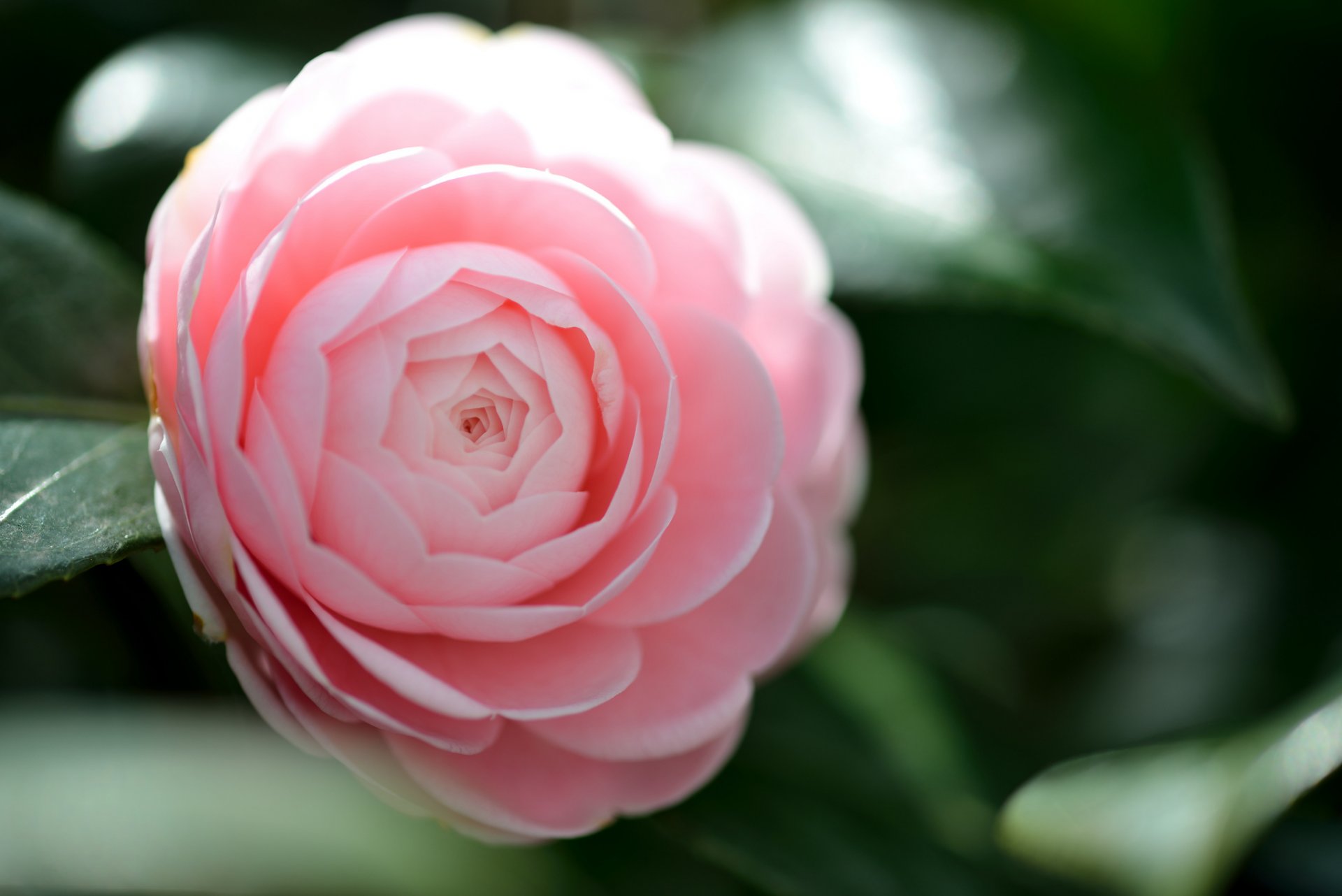 flower camellia close up pink