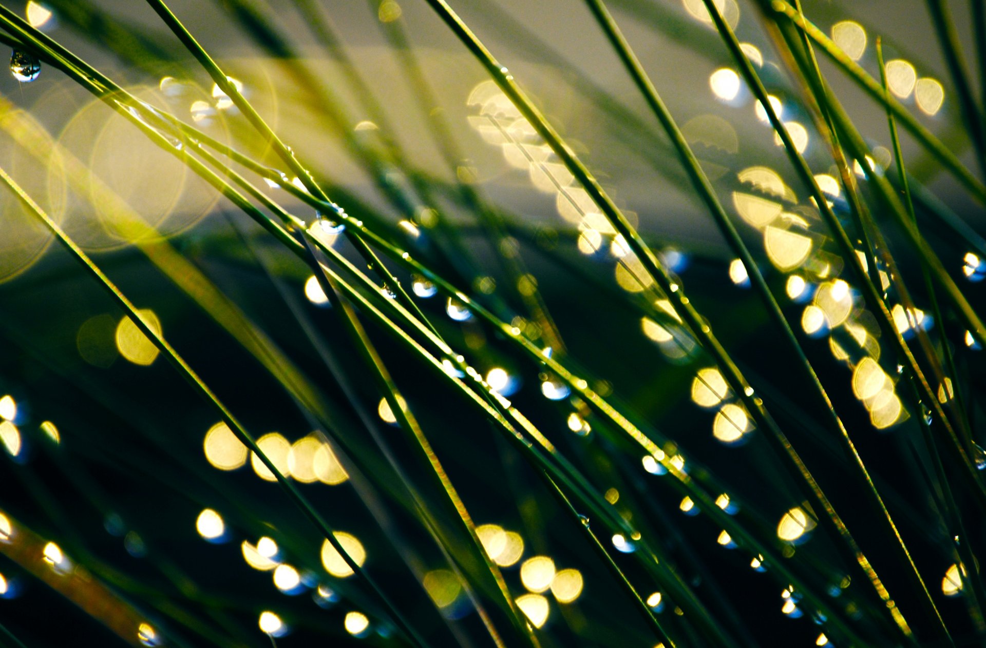 makro gras grün wiese tropfen tau hintergrund tapete widescreen vollbild widescreen widescreen